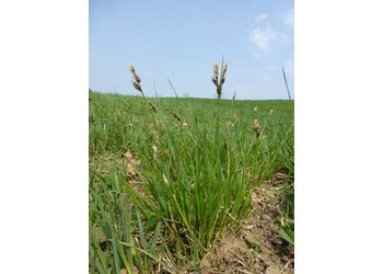 Berg-Segge (Carex montana) - © Philipp Sengl